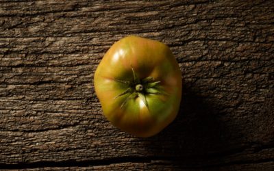 Sind grüne Tomaten giftig oder essbar?